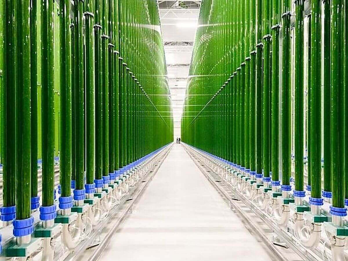 Superfood-factory-Daylight-Optimization